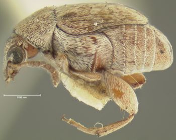 Media type: image;   Entomology 4468 Aspect: habitus lateral view